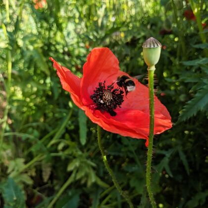 CONTAO_NATURE_THEME_Hummel_an_Mohn