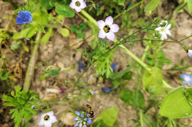 CONTAO_NATURE_THEME_Wildbiene_in_Wildblumenwiese